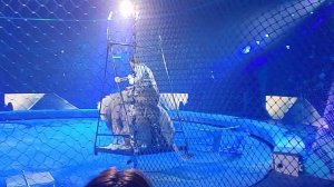 Большой Московский Государственный Цирк и100рия Запашные и львы