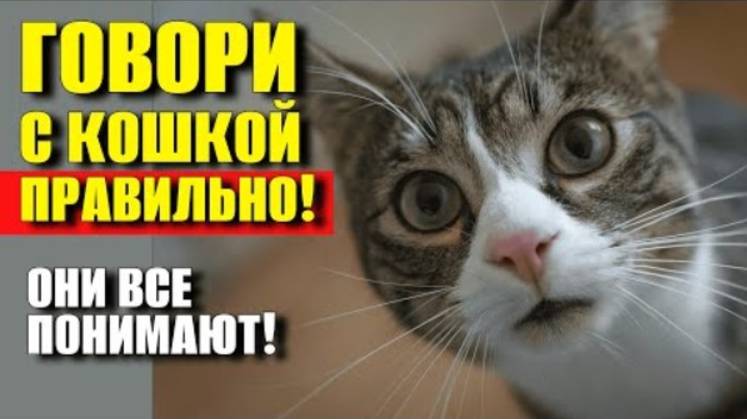 КАК ПРАВИЛЬНО РАЗГОВАРИВАТЬ С КОШКОЙ, ЧТОБЫ ОНА ПОНИМАЛА