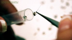 Почему комары кусают некоторых людей больше других