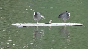 08=08=2025  ПРИРОДА  ЛЛЛЛ  ПП  (61)