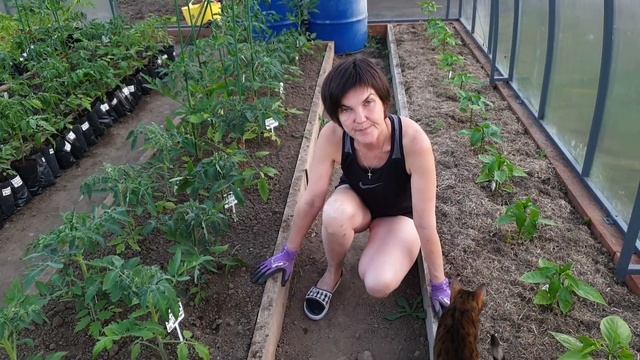 Как и когда поливать томаты в теплице? Первый полив после высадки в грунт. смотреть онлайн