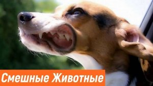 СМЕШНЫЕ ВИДЕОПРИКОЛЫ |Смешные моменты с животными |Я РЖАЛ ДО СЛЕЗ|ПОДБОРКА ПРИКОЛОВ