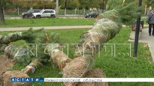 Да кто же их посадит - саженцы, привезённые для озеленения города, бросили засыхать на улице