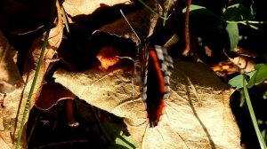 Бабочка Адмирал 1