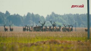 Вольерное хозяйство в Рязанской области