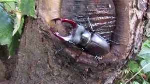 Чем питается жук-олень (лат. Lucanus cervus) ?