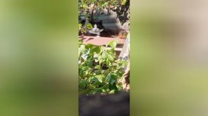 коты Оцените пожалуйста