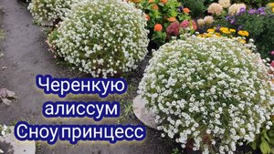 Черенкование вегетативного алиссума Сноу принцесс. Грунт, черенки, условия для черенкования