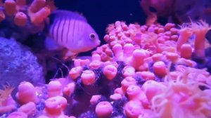 Подводный мир с приятной музыкой. Легкая музыка с шумом волн и приятной картинкой.