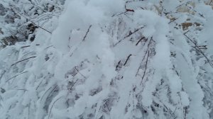 Ирина Одарчук Паули Ноктюрн №1 2025