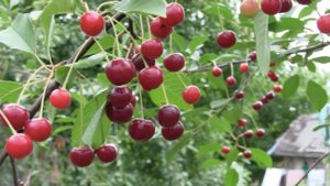 Черкутинские наигрыши. Лето