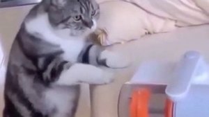 Пока пылесос заряжается - надо успеть отомстить!