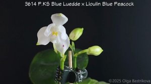 3614 P.KS Blue Luedde x Lioulin Blue Peacock