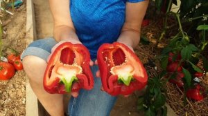 Обзор теплиц (часть 10).  Сезон 2023. Показываем замечательные сорта сладкого перца.