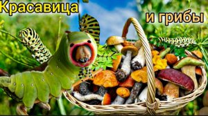 СОБЕРАЕМ ГРИБЫ 🍄🟫 🍄, В лес ногами Из леса на шее VLOG