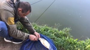 поимка карпа на кукурузу