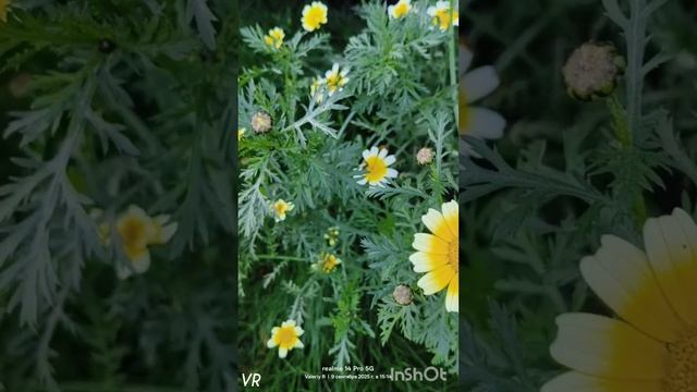 Красивые цветы Подмосковья 🏵️🌼🌸🌺 09.09.2025 смотреть онлайн