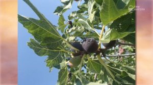 Растения в Библии —  Сергей Хрибар