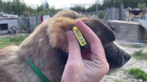 В Советском районе за лето отловили больше сотни бездомных собак