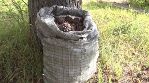 В Югре усилили контроль за сбором кедровых шишек