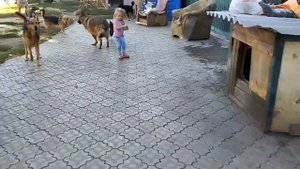 Вечера стали более прохладными, но это не мешает нашим хвостикам резвится. Сегодня дует прохладный в