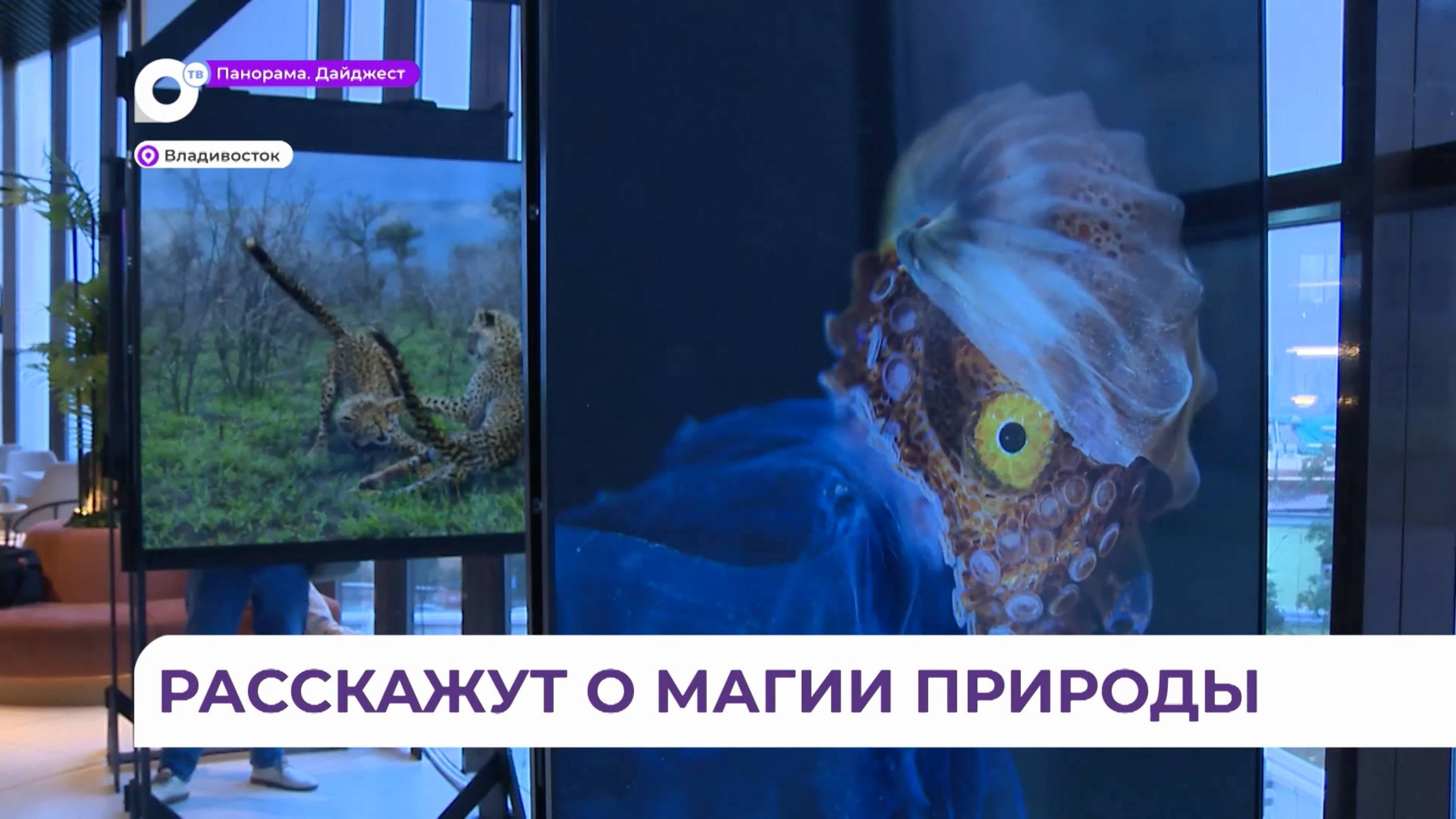 Школьники Приморья увидят выставку мирового проекта - международного фестиваля «Золотая черепаха»