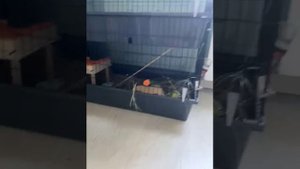 Свинки опять за своё🙄