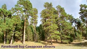 Рачейский бор новой камерой Dji OSMO 360.