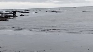 Выезд на море Сахалин