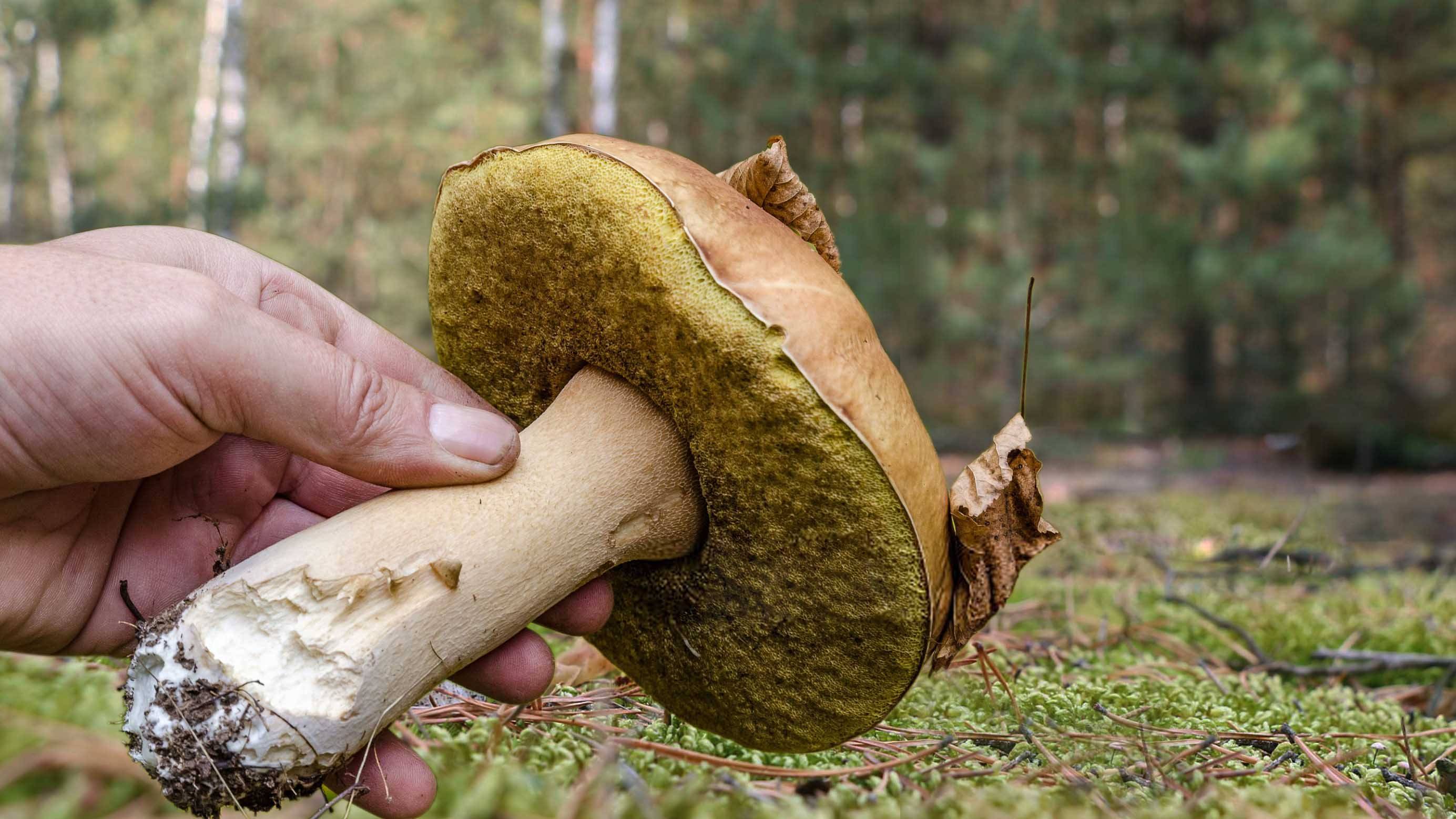 НАШЁЛ ГРИБНОЙ ЛЕС БЕЛЫЕ ГРИБЫ растут на каждом шагу.Тихая охота в Сибири.