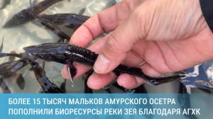 Более 15 тысяч мальков амурского осетра пополнили биоресурсы реки Зеи благодаря экопрограмме АГХК