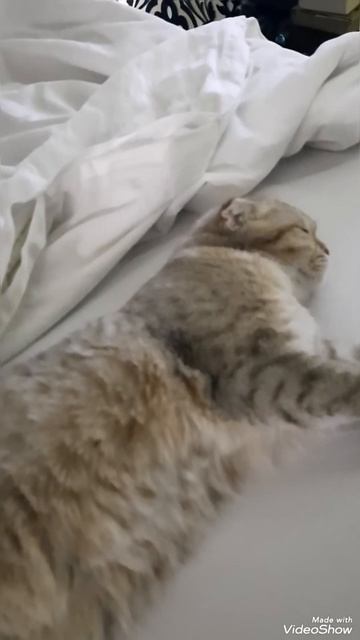 Лунтик засыпает смотреть онлайн