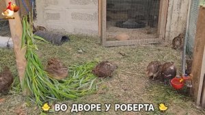 Содержание кур в домашних условиях и других птиц во дворе у Роберта 🐣🐤🦆🐔🪿🦃 (225)