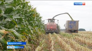 Белгородские аграрии убирают кукурузу на силос