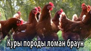 Куры породы ломан браун особенности содержания, разведения и ухода