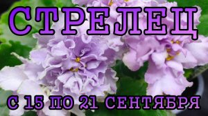 СТРЕЛЕЦ таро прогноз на неделю с 15 по 21 СЕНТЯБРЯ 2025 года.