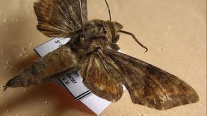 БРАЖНИКИ: 604. Temnora iapygoides