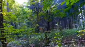 Тайна в лесу