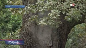 Дубам-исполинам на ВДНХ проверяют здоровье / Город новостей на ТВЦ