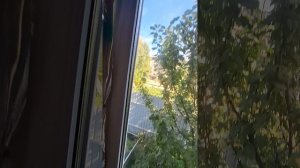 1000034267.mp4 (Собака наблюдает за устройством откосов у оконных проёмов в м/комнате дома А-фрейм)