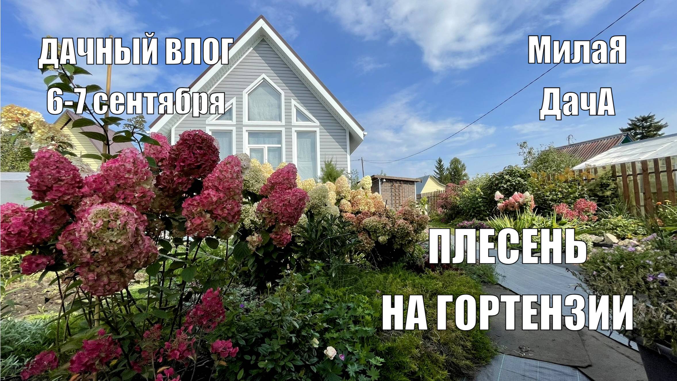 Плесень на гортензии | Высадили жимолость |  Дачный влог 6-7 сентября
