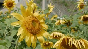 Подсолнухи – осколки солнечного дня