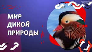 Мир дикой природы. Утренний будильник «Земли леопарда»