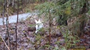 Повстречали зайца в лесу.