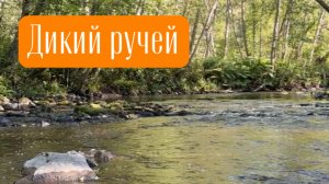 Дикий ручей