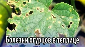 Болезни огурцов в теплице и их лечение