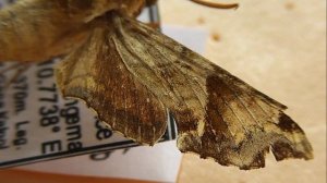 БРАЖНИКИ: 601. Temnora eranga