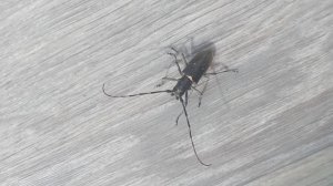 Насекомые и не только на даче 06.2024 год.