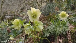 Цветочки (реки Дзыхра и Кутарка. Сочи) март 2021