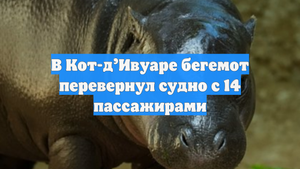 В Кот-д’Ивуаре бегемот перевернул судно с 14 пассажирами